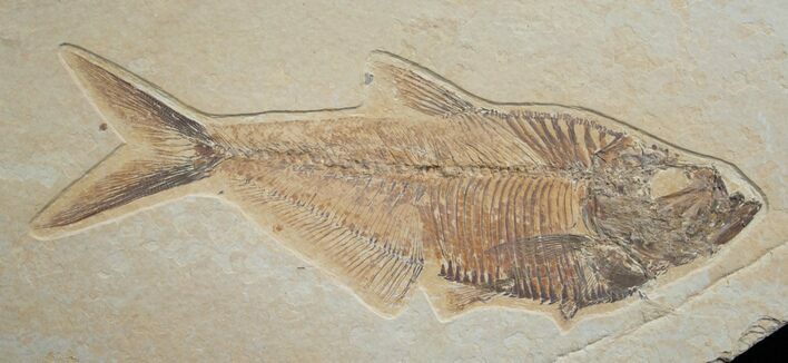 Large Diplomystus Fossil Fish #5487